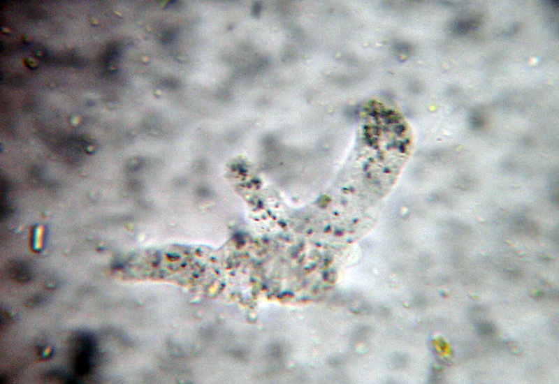 Rio del Campovecchio RE 04-10-08  Closterium sp.